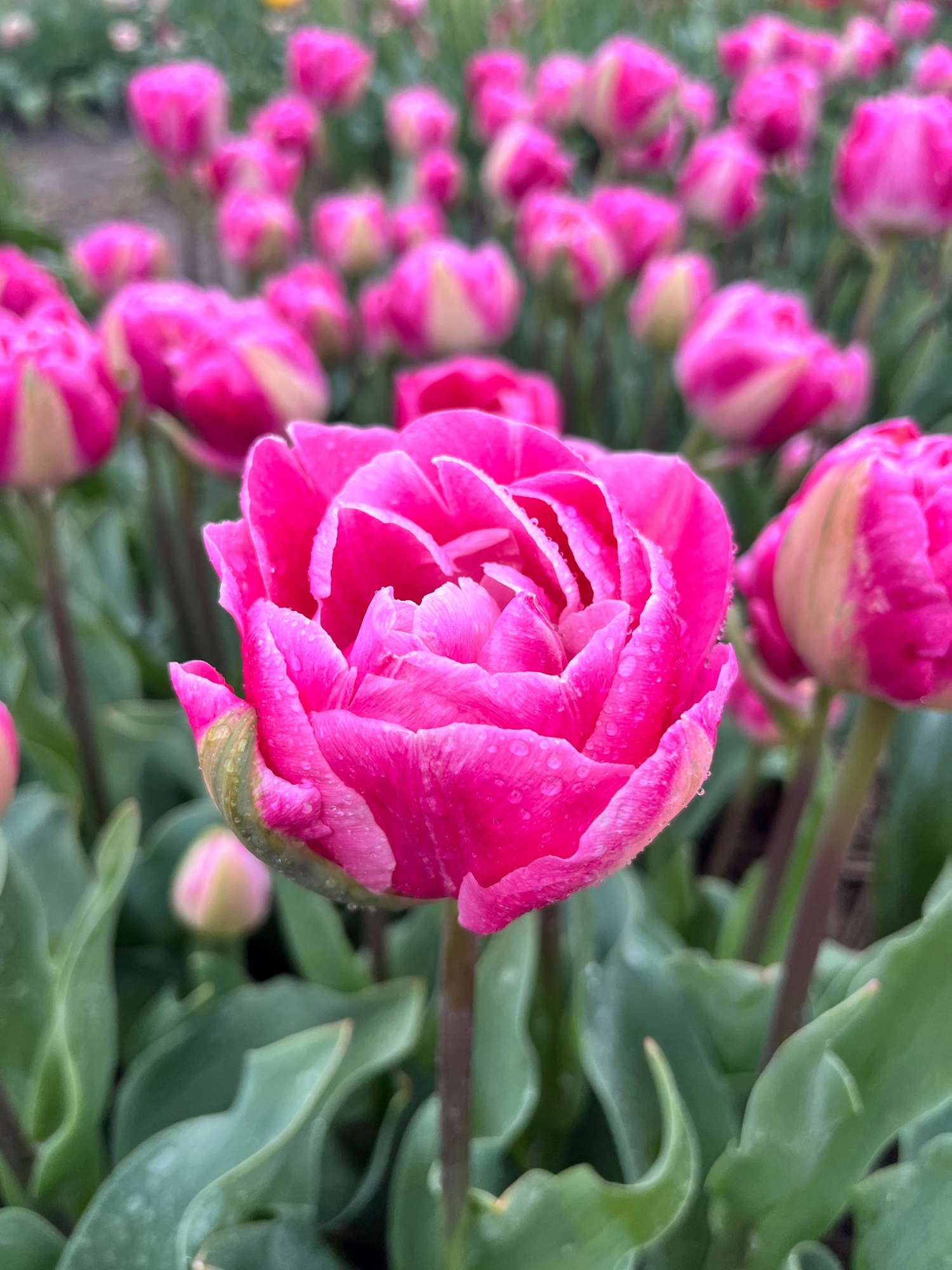 Tulppaani 'Voque'